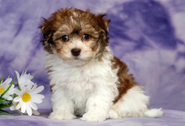Havanese puppy sitting on a soft purple marbled backdrop, featuring a fluffy white coat with warm brown patches, gentle wavy fur, round dark eyes, and a chocolate-colored nose, posed beside white daisies with yellow centers. image