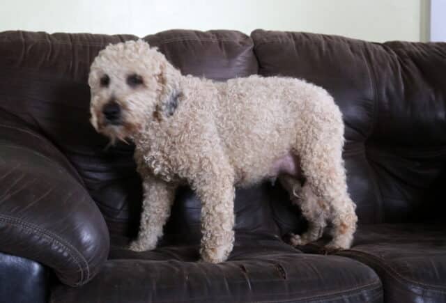 Sparkle Mini Whoodle Barbie Fisher image