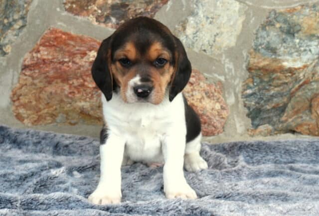 Tri-colored Beagle puppy sitting on a soft gray blanket in front of a rustic stone wall, featuring classic black, tan, and white markings with floppy ears and a sweet, curious expression. image