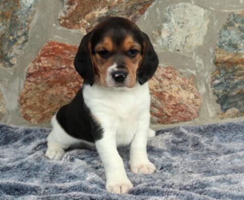 Tri-color Beagle puppy sitting upright on a plush gray blanket with a natural stone wall backdrop, showing classic black saddle markings, tan face accents, floppy ears, and a calm, gentle expression.