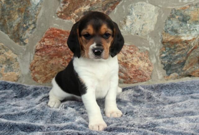 Tri-color Beagle puppy sitting upright on a plush gray blanket with a natural stone wall backdrop, showing classic black saddle markings, tan face accents, floppy ears, and a calm, gentle expression. image