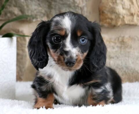 Mini Dachshund puppy with a black and silver dapple coat sitting on a soft white blanket, long floppy ears framing its face, featuring one blue eye and one dark eye, posed in front of a light stone backdrop with a potted plant nearby.