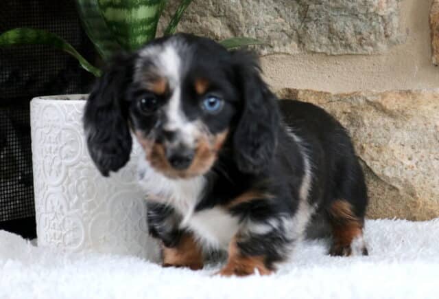 Mini Dachshund puppy with a black and silver dapple coat standing on a soft white blanket, long floppy ears and one blue eye with one dark eye, posed beside a white textured planter and green plant against a light stone wall backdrop. image