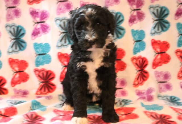 Special Poodle Mix image