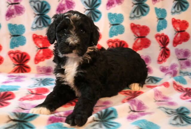 Special Poodle Mix2 image