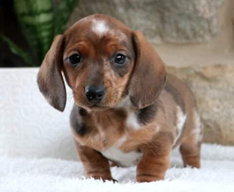 Short-haired Mini Dachshund puppy with a chocolate dapple coat and white markings on its chest and forehead standing on a fluffy white blanket, floppy ears framing its face, posed beside a white textured planter and green plant against a light stone wall backdrop.