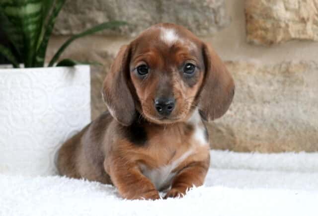 Short-haired Mini Dachshund puppy with a chocolate dapple coat and a small white blaze on its forehead lying on a soft white blanket, floppy ears resting at the sides, posed beside a white textured planter and green plant against a light stone wall background. image
