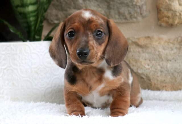 Short-haired Mini Dachshund puppy with a chocolate dapple coat and white chest markings sitting on a fluffy white blanket, floppy ears framing its face, posed beside a white textured planter and green plant against a light stone wall background. image