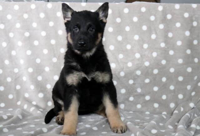 Black and tan German Shepherd puppy sitting centered on a gray blanket with white polka dots, ears upright and gaze focused forward, showing an alert and attentive expression. image