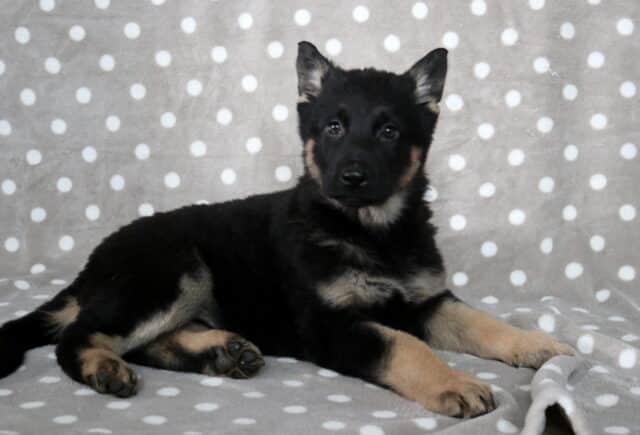Black and tan German Shepherd puppy lying on a gray blanket with white polka dots, ears perked and head slightly raised, looking alertly toward the camera. image