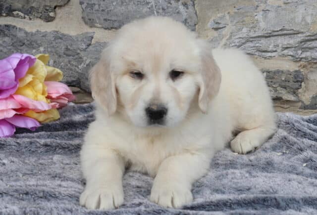 Fluffy English Cream Golden Retriever puppy lying on a soft gray blanket with pastel tulips beside him, showcasing his thick cream-colored coat, dark eyes, and calm expression against a rustic stone wall backdrop. image