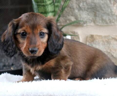 Long-haired Mini Dachshund puppy with a rich chocolate and tan coat standing on a fluffy white blanket, floppy feathered ears framing its face, posed in front of a light stone wall with a green plant in the background.