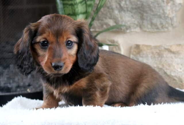 Long-haired Mini Dachshund puppy with a rich chocolate and tan coat standing on a fluffy white blanket, floppy feathered ears framing its face, posed in front of a light stone wall with a green plant in the background. image