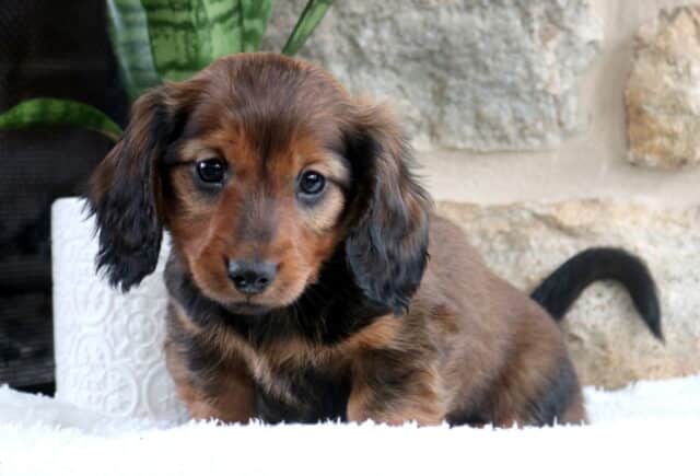 Long-haired Mini Dachshund puppy with a chocolate dapple coat and tan markings sitting on a soft white blanket, floppy feathered ears framing its face, tail slightly curved behind, posed beside a white textured planter and green plant against a light stone wall background. image
