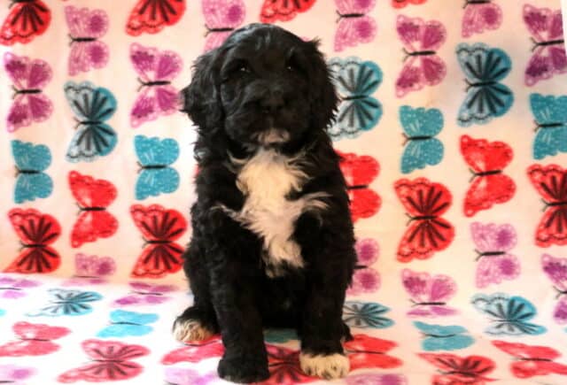 Squishy Poodle Mix image