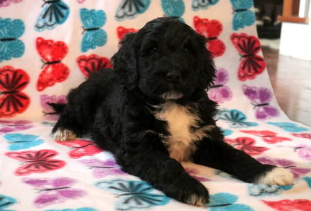 Squishy Poodle Mix2 image