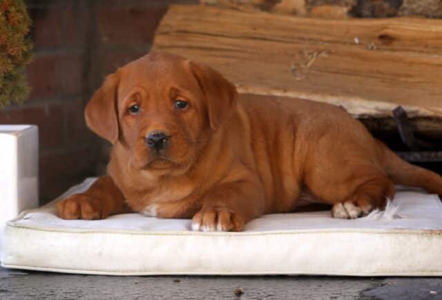 Fox Red Labrador Retriever puppy lying down on a cream cushion in front of a rustic brick fireplace and stacked wood — deep reddish coat, white-tipped toes, and soft, soulful eyes that capture the sweet and loyal nature of Fox Red Lab puppies. image