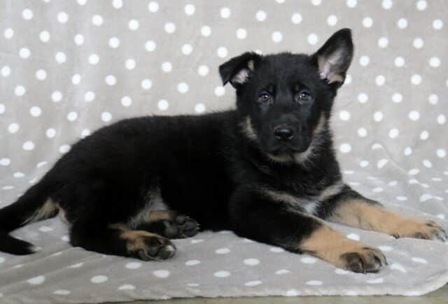 Black and tan German Shepherd puppy lying on a gray polka dot blanket, looking alert with one ear up and bright, attentive eyes. image
