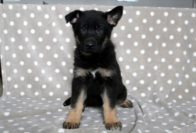 Black and tan German Shepherd puppy sitting upright on a gray polka dot blanket, looking forward with one ear perked and an alert, intelligent expression. image