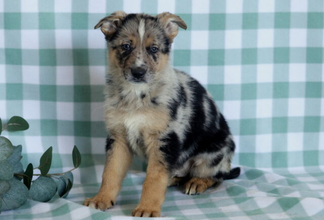 Storm German Mix image