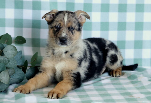 Storm German Mix2 image