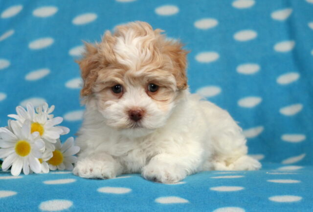 Havanese puppy lying on a blue polka-dot backdrop, featuring a fluffy white coat with light tan ears, soft wavy fur, round hazel eyes, and a pinkish-brown nose, posed beside white daisies with yellow centers. image