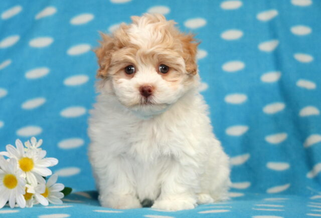 Havanese puppy sitting upright on a blue polka-dot backdrop, featuring a fluffy white coat with soft tan ears, a curly cream-colored forehead, round brown eyes, and a pinkish-brown nose, posed beside white daisies with yellow centers. image