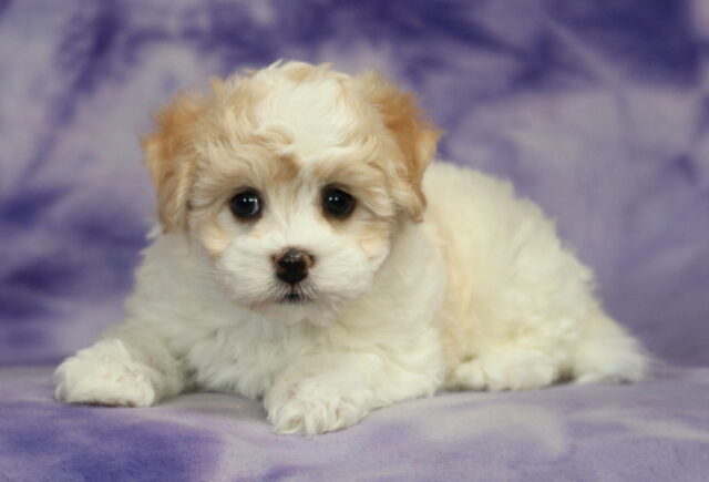 Havanese puppy lying on a soft purple marbled backdrop, featuring a fluffy white coat with light tan markings on the ears, round dark eyes, a small black nose, and a soft wavy texture throughout the fur. image