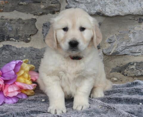 English Cream Golden Retriever puppy wearing a red collar, sitting on a soft gray blanket with pink, purple, and yellow tulips nearby, showing his fluffy light cream coat and sweet, gentle expression against a rustic stone wall background.