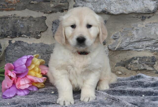 English Cream Golden Retriever puppy wearing a red collar, sitting on a soft gray blanket with pink, purple, and yellow tulips nearby, showing his fluffy light cream coat and sweet, gentle expression against a rustic stone wall background. image