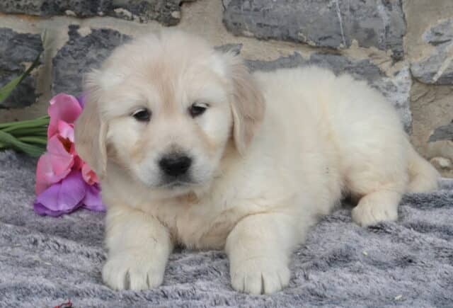 Fluffy English Cream Golden Retriever puppy lying on a soft gray blanket with pink tulips beside him, featuring a thick light cream coat, dark round eyes, and a calm, gentle expression against a rustic stone wall backdrop. image