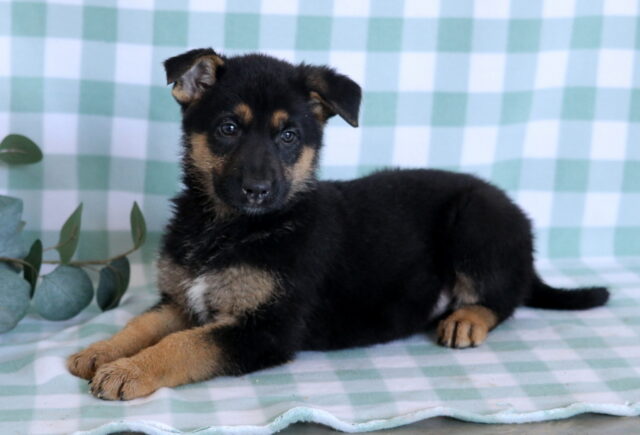 Sushi German Mix2 image