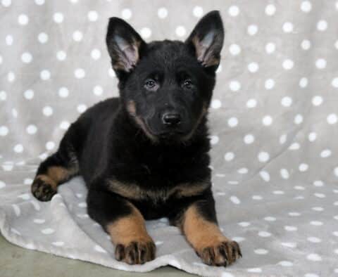 Black and tan German Shepherd puppy lying on a gray blanket with white polka dots, both ears perked up and paws stretched forward, looking attentively at the camera.