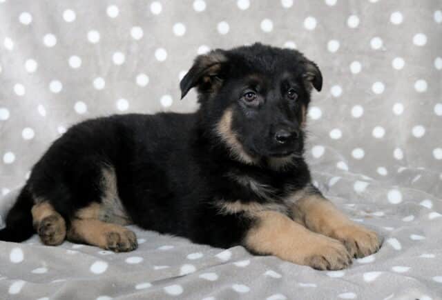 Black and tan German Shepherd puppy lying on a gray blanket with white polka dots, ears slightly floppy and head turned to the side, gazing off-camera with a gentle expression. image