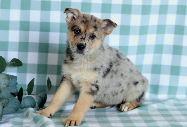 Sweetie German Mi image