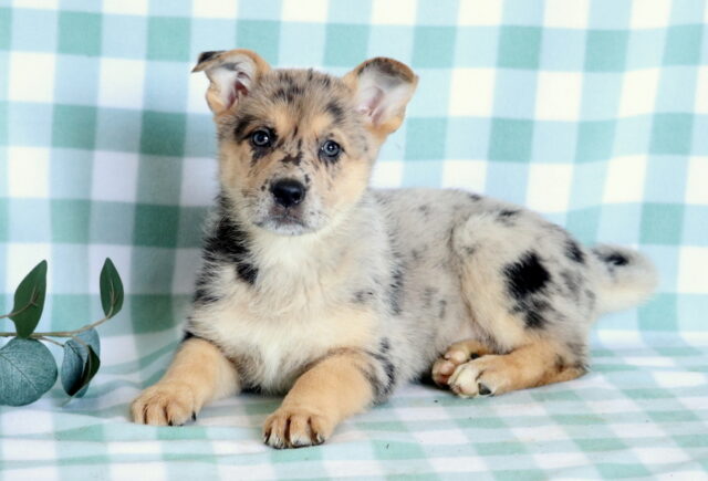 Sweetie German Mi2 image