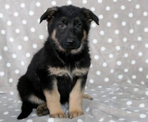 Black and tan German Shepherd puppy sitting on a gray blanket with white polka dots, ears slightly floppy and eyes soft, looking directly at the camera.