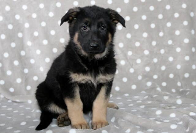 Black and tan German Shepherd puppy sitting on a gray blanket with white polka dots, ears slightly floppy and eyes soft, looking directly at the camera. image