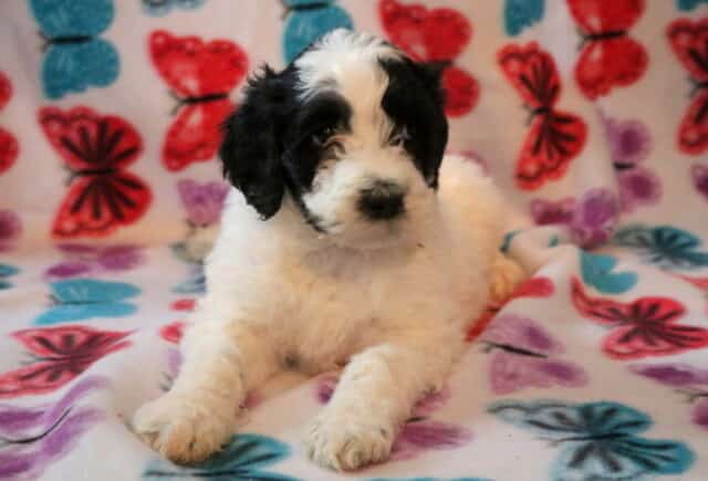 Sweetie Poodle Mix2 image