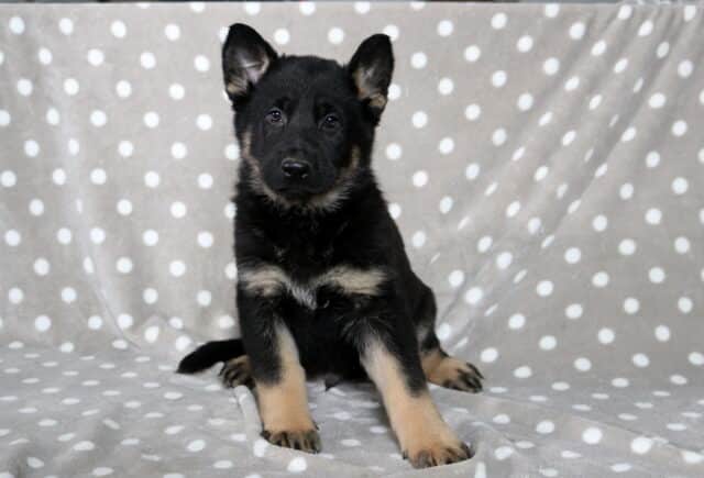 Black and tan German Shepherd puppy sitting on a gray blanket with white polka dots, ears perked and posture upright, looking directly at the camera with an alert expression. image