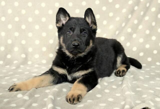 Black and tan German Shepherd puppy lying on a light gray blanket with white polka dots, front paws extended and ears perked, gazing calmly toward the camera. image