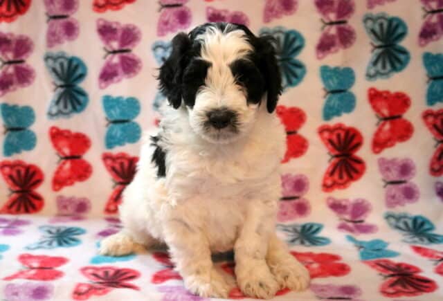 Swervo Poodle MIx image