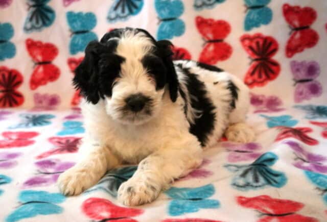 Swervo Poodle MIx2 image