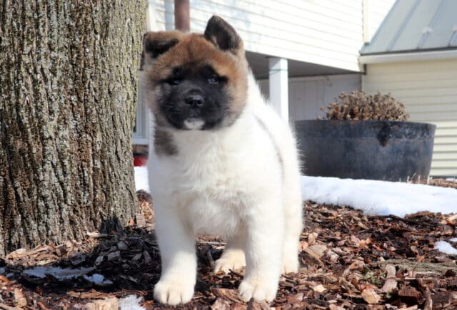 Tabby Akita image