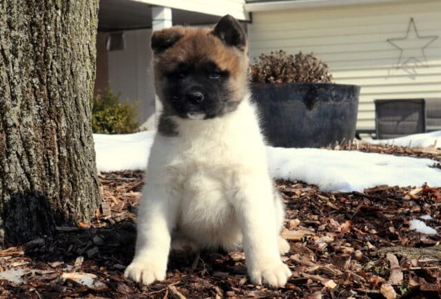 Tabby Akita2 image