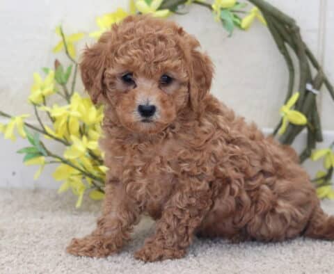 Tabby Poodle mix