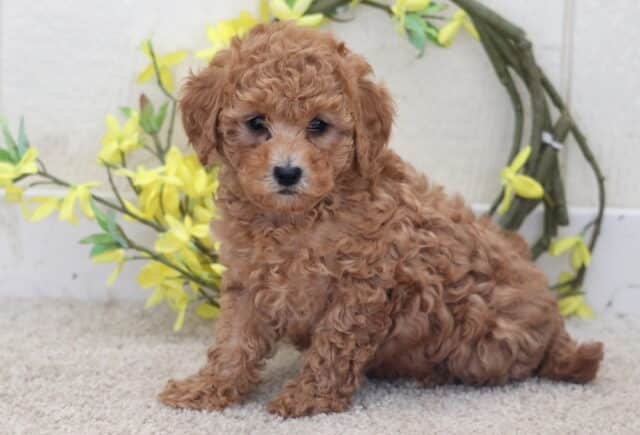 Tabby Poodle mix image