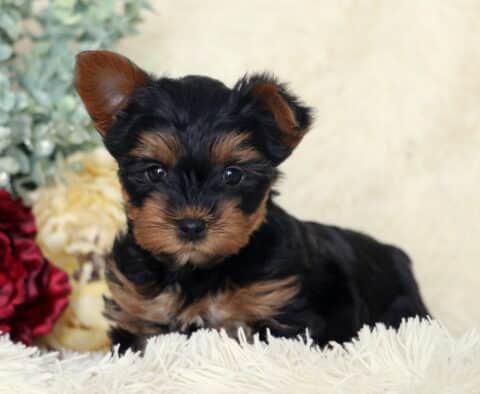 Black and tan Yorkshire Terrier puppy with perked ears lying on a soft white blanket, dark expressive eyes visible, posed in front of red and cream flowers with a sweet and alert expression.