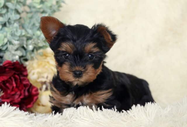 Black and tan Yorkshire Terrier puppy with perked ears lying on a soft white blanket, dark expressive eyes visible, posed in front of red and cream flowers with a sweet and alert expression. image