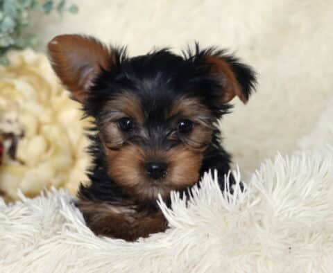 Tiny black and tan Yorkshire Terrier puppy peeking out from a fluffy white blanket, one ear slightly perked, with bright dark eyes and soft tan markings on the face, posed in front of cream and red floral accents.